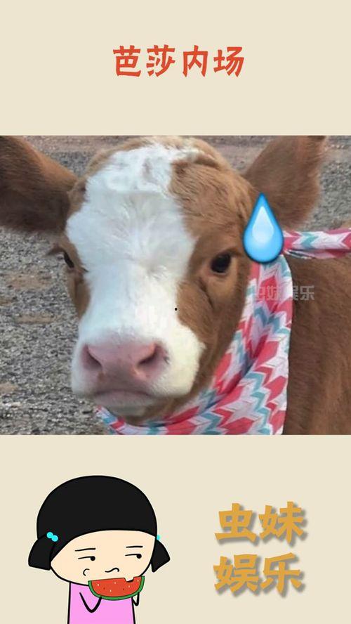 抖音娱乐吃瓜酱,揭秘娱乐圈幕后故事